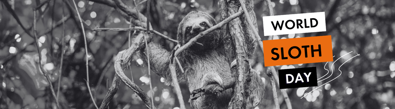 Sloth in tree looking to camera, black and white with overlayed text reading world sloth day