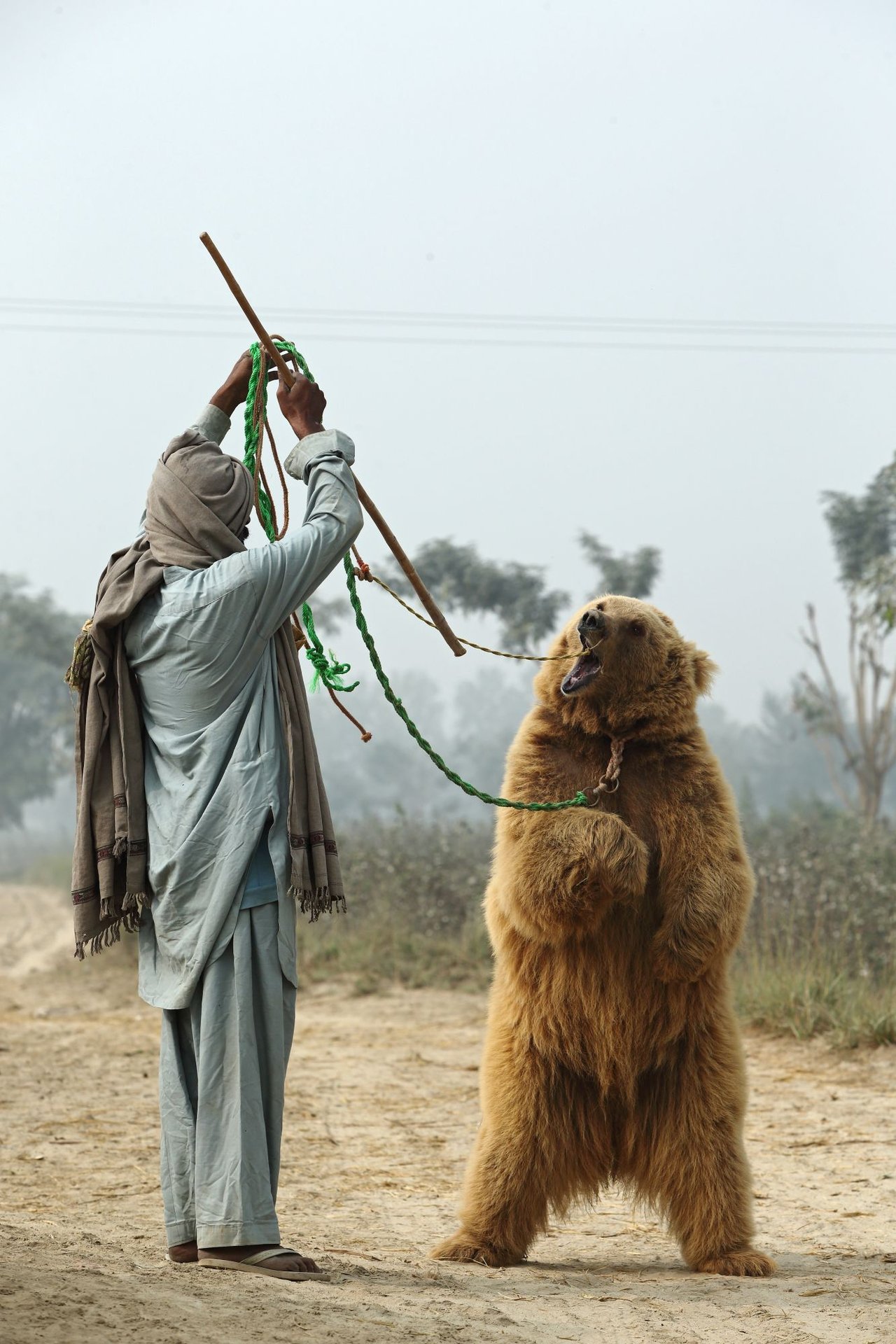 Bear dancing in Pakistan