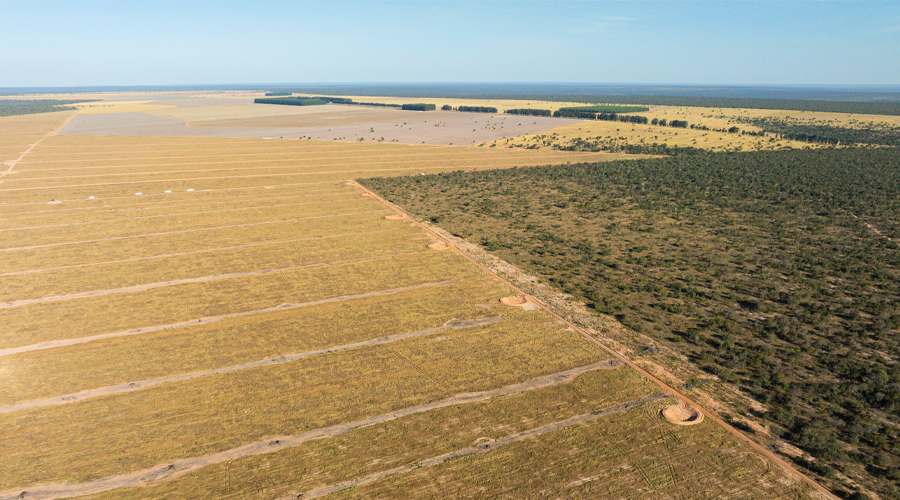 Land destroyed for soy monoculture