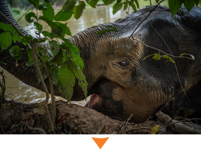 Elephant at SES Thailand. Credit: World Animal Protection / Adam Oswell
