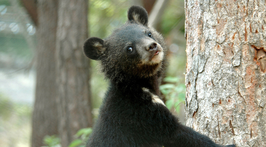Moonbear cub, Endangered Species Preservation Centre, South Korea
