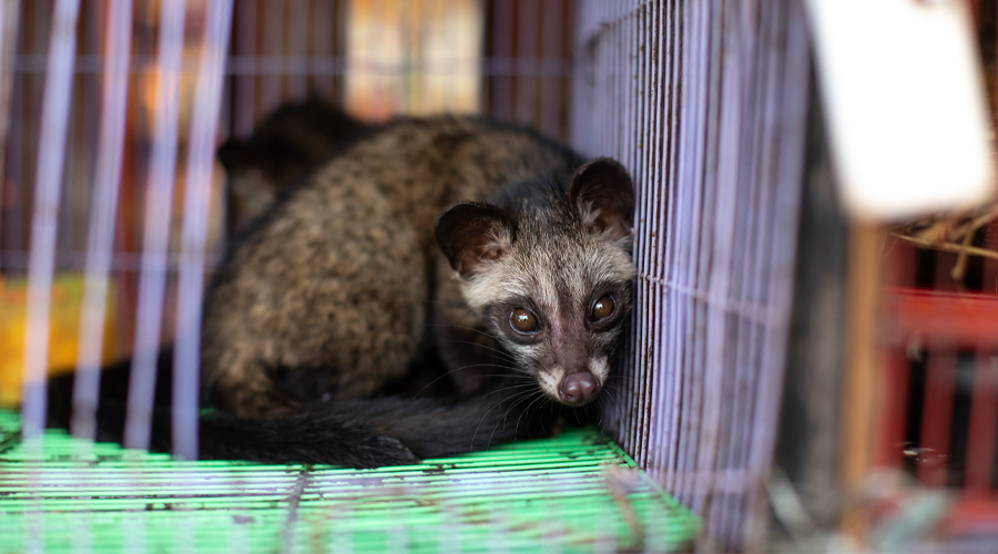 A civet at a market in Jakarta, Indonesia.