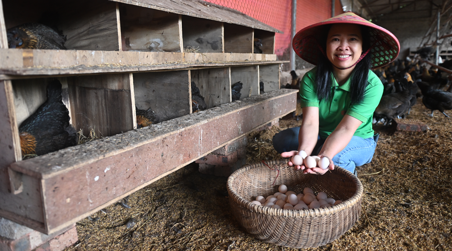 Thu Thoan Microbial Chicken Cooperative higher-welfare farm