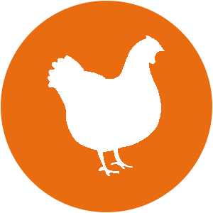 chicken icon