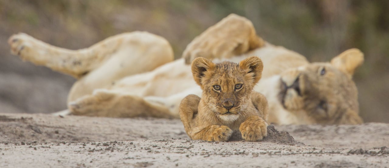 Wild lion cub, national park in Zimbabwe. iStock. by Getty Images