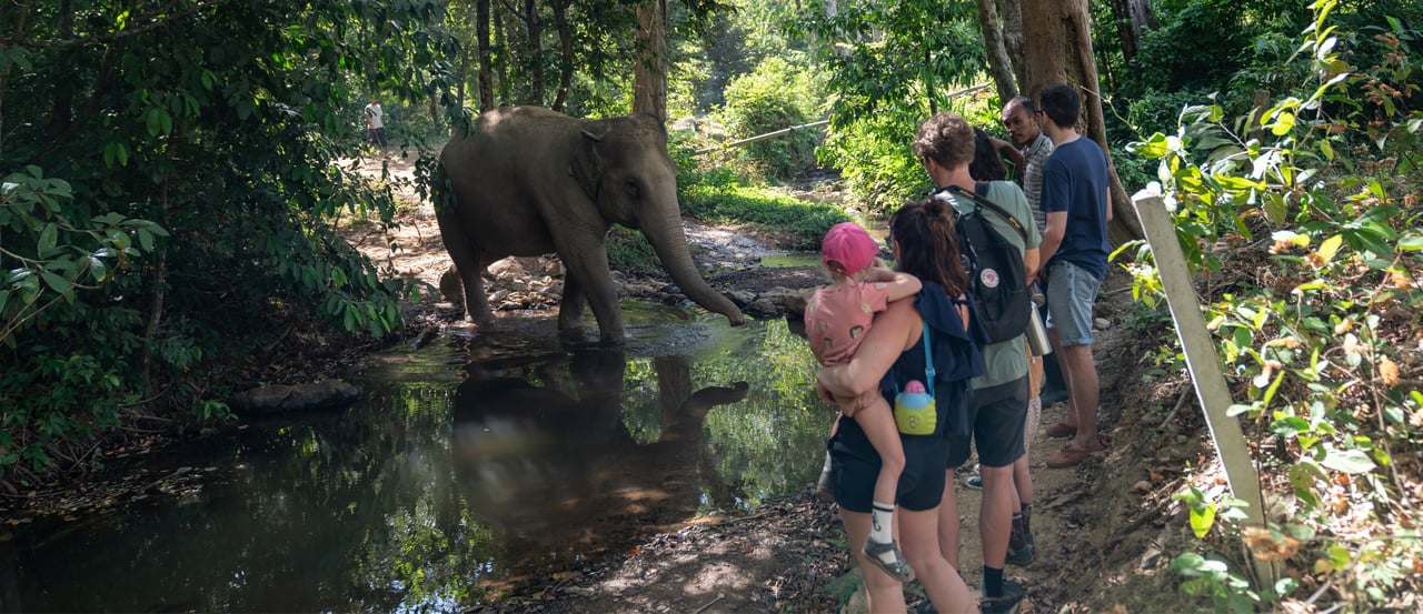 Following Giants become truly elephant-friendly in 2019