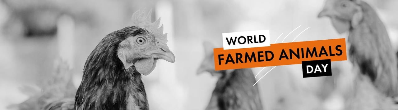 Chickens in a high welfare environment - World Farmed Animals Day