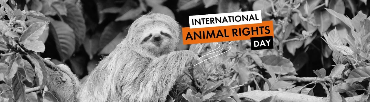 International Animal Rights Day - A sloth in nature