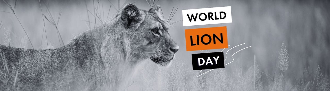 World Lion Day - Tiger prowls free in the wild