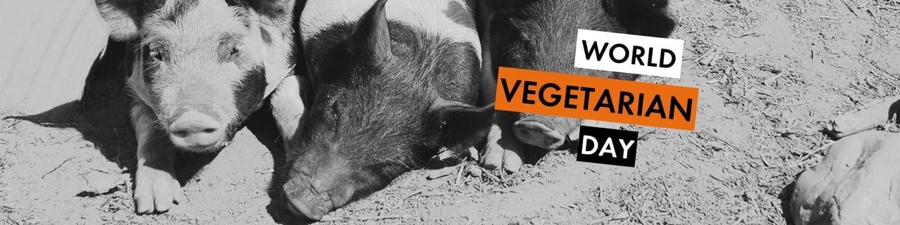 Image by World Animal Protection. Black and white image of three pigs sleeping closely together in an outdoor paddock. Text reads: World Vegetarian Day.