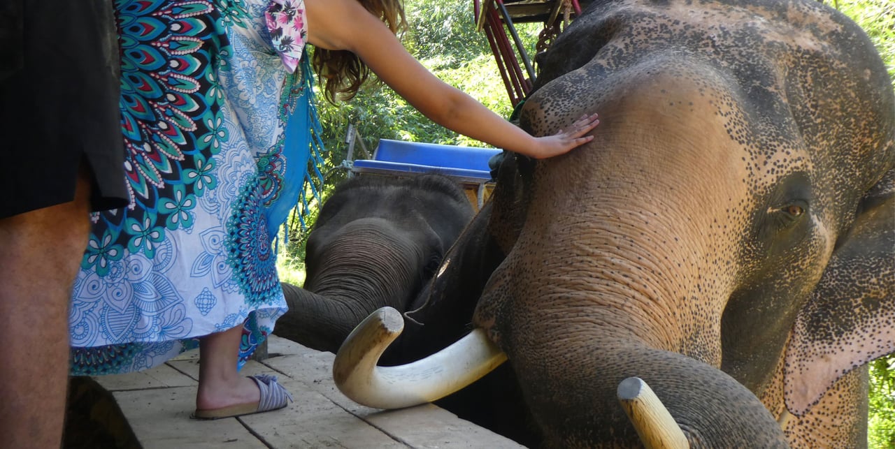 Tourist interacting with elephant and low welfare venue