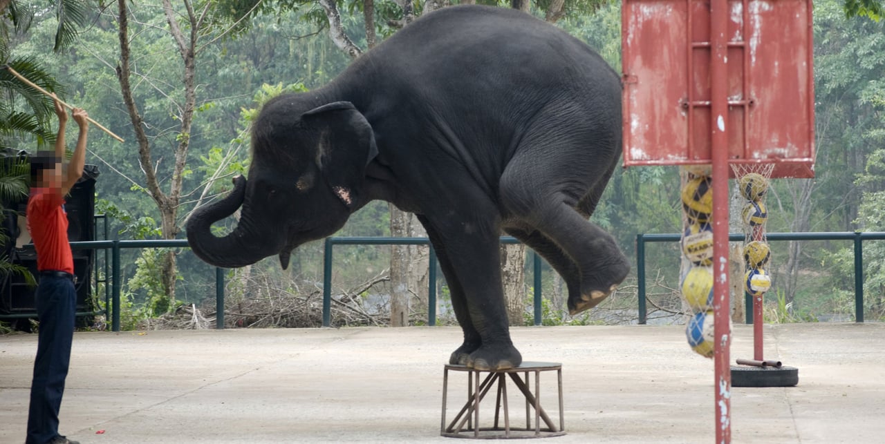A mahout steers an elephant in a show at a zoo in Thailand