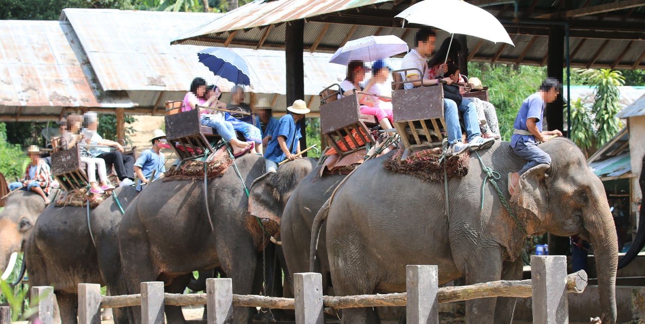 Elephants set off with tourists for a ride