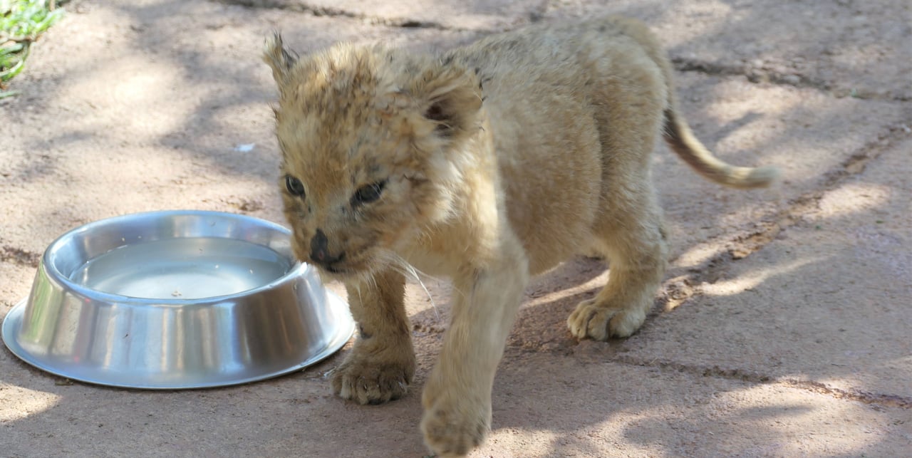 Weak and sick lion cub, World Animal Protection/Roberto Vieto