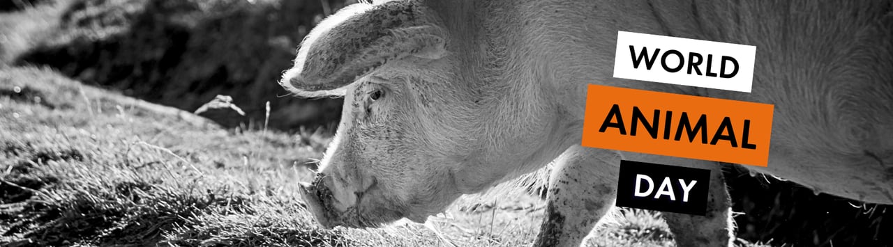 world animal day - a pig roaming free looks to the camera