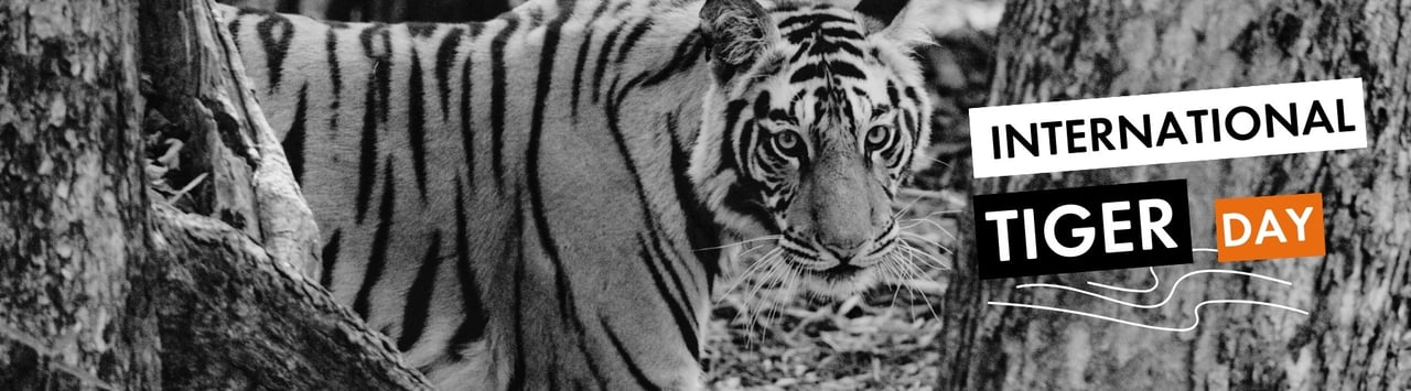 International Tiger Day: Fascinating Facts About the Biggest Wild Cats