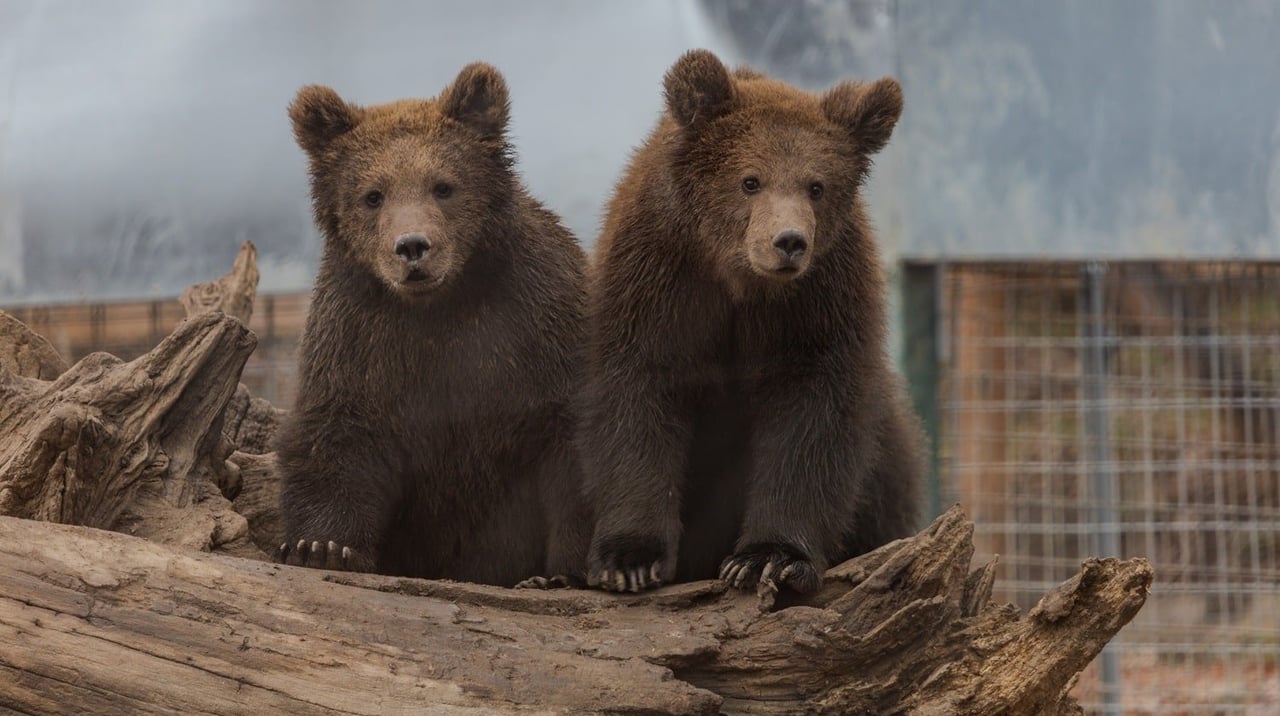 Orphaned baby bears Serafim and Alexander are now inseparable