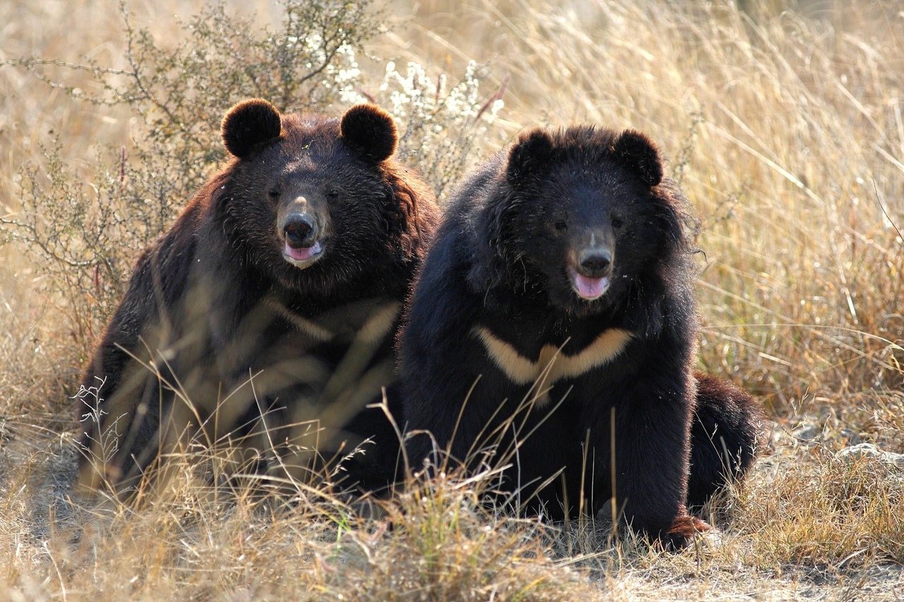 Milla (left) and Shama (right) are both female Asiatic black bears