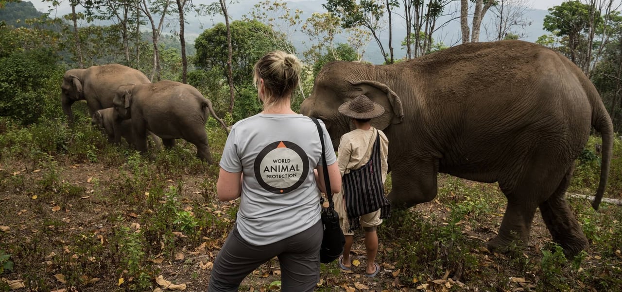 Staff with elephants in Thailand