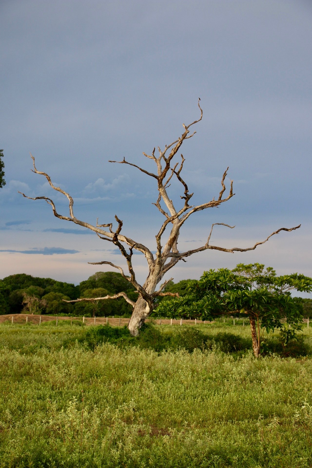 Tree in Aquidauana, Brazil