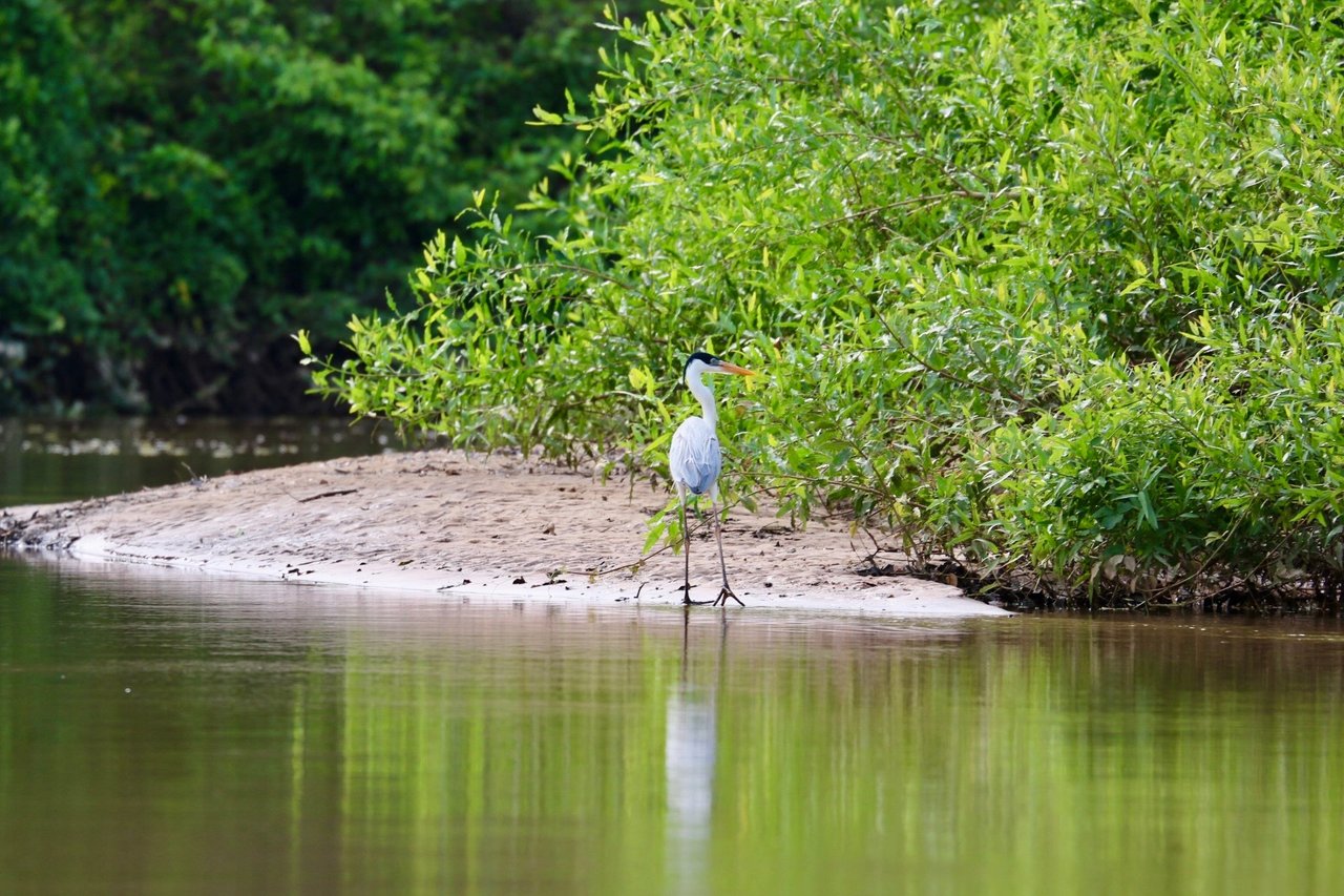 Safari trip across the pousada, on the Aquidauana river - Credit World Animal Protection