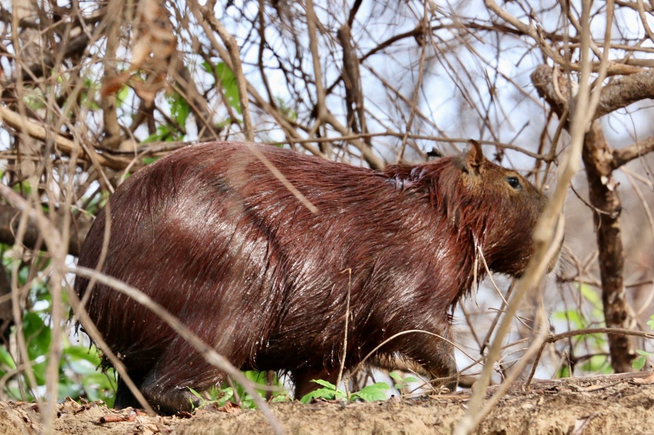 species under threat due to impact on habitats. Credit: World Animal Protection