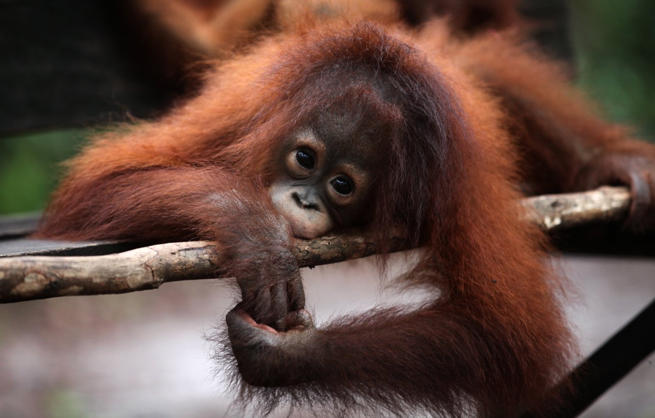 a baby orangutan looks at the camera while hold their own hands
