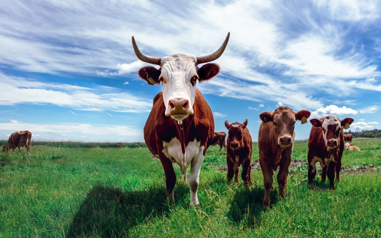 cows in a grassy field