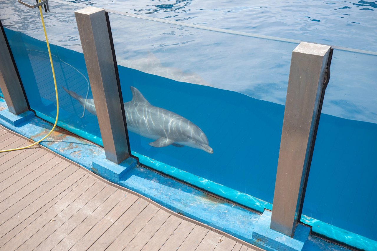a captive dolphin appears dorment in a tank