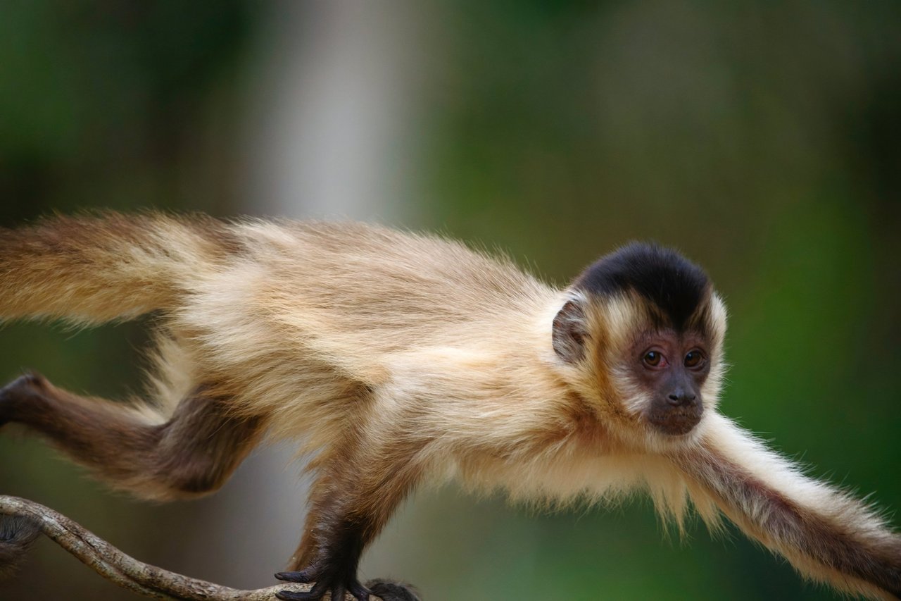Capuchin monkey running alon a vine in the Pantanal; Shutterstock ID 2217092753; licensed for use globally in all media.