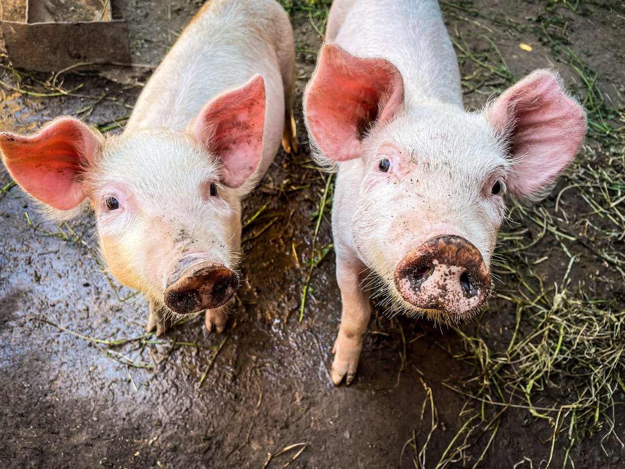 Happy pigs looking at the camera.