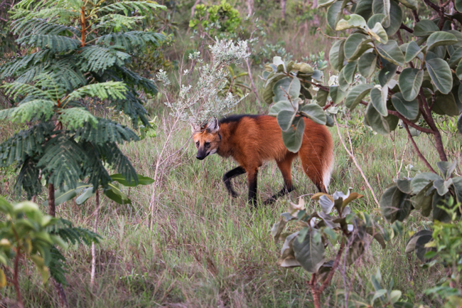 Male maned wolf in Bahia State. Credit: Onçafari / Valquiria Cabral