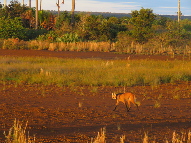 Maned wolf Savana in Bahia State. Credit: Isabela Meniz