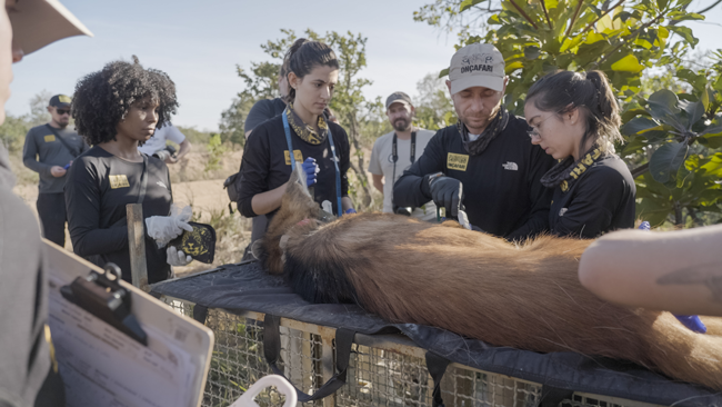 Onçafari staff collaring a maned wolf. Credit: Fernanda Ligabue