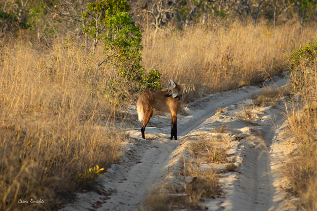 Maned wolf Buritirana. Credit: Chiara Bortoloto / Onçafari