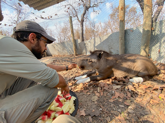 Tapir being fed fruit at rehabilitation centre. Credit: Onçafari