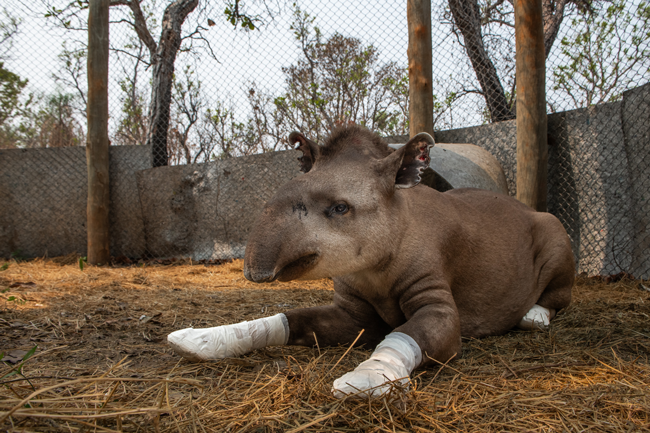 Tapir at Onçafari rehabilitation centre. Credit: Fernando Faciole