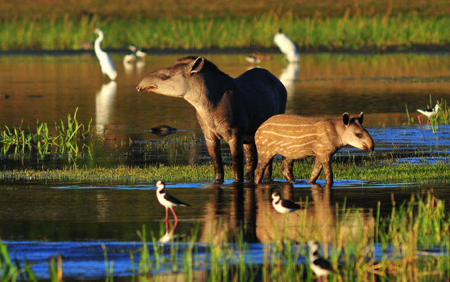 Credit: Shutterstock / Lucas Leuzinger