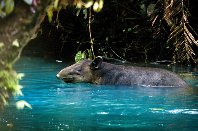 Credit: Shutterstock / Jean-Baptiste Toussaint