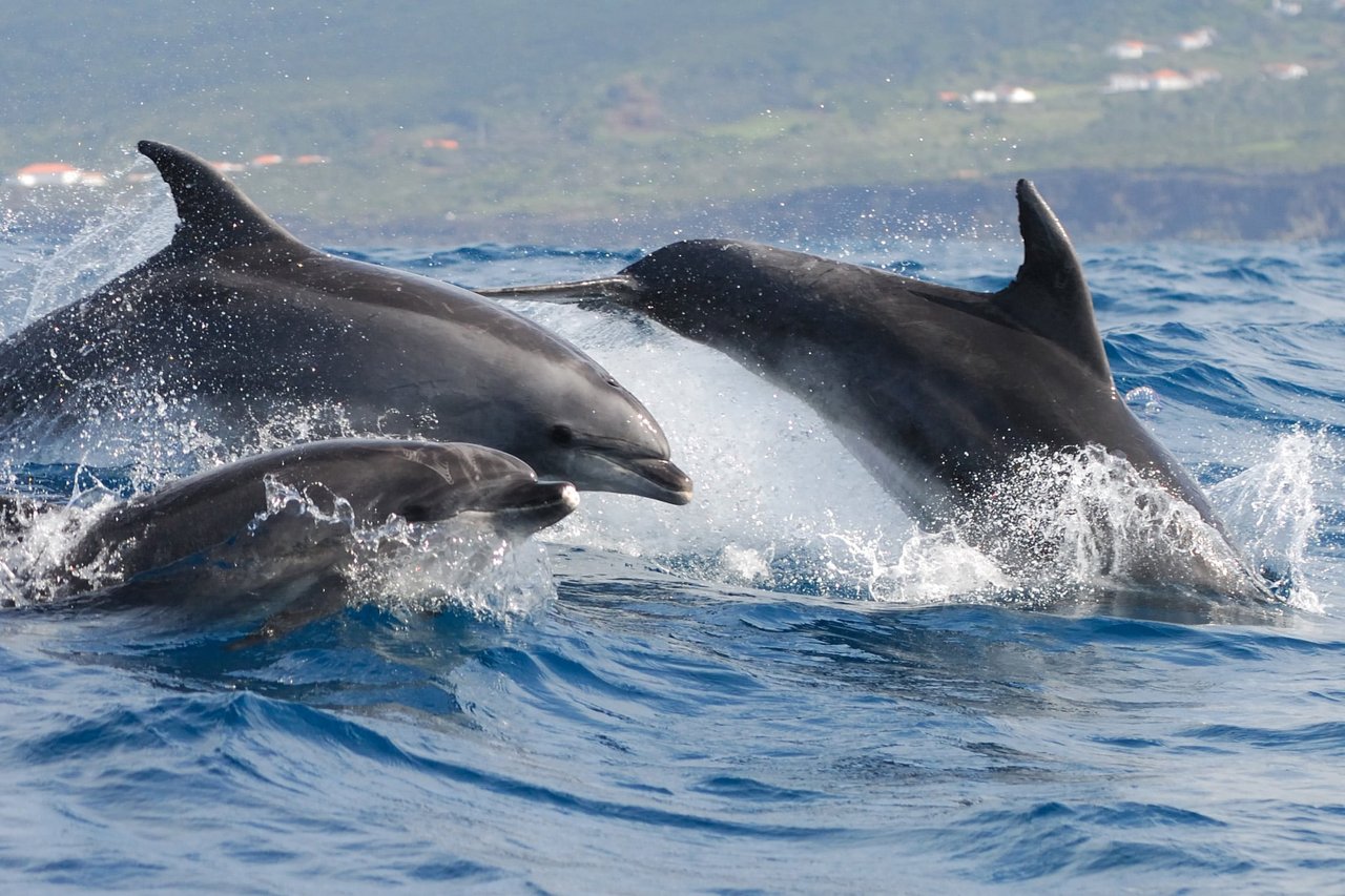 Three bottlenose dolphins off the coast of Azores, Portugal.