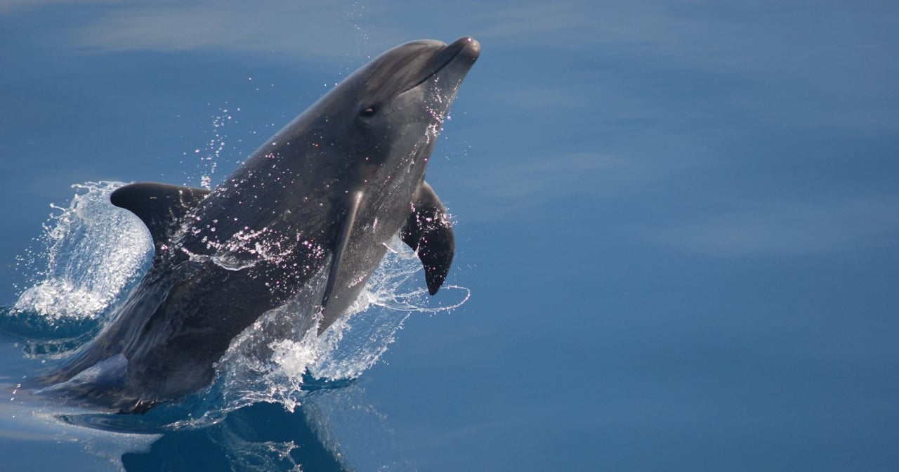 dolphin