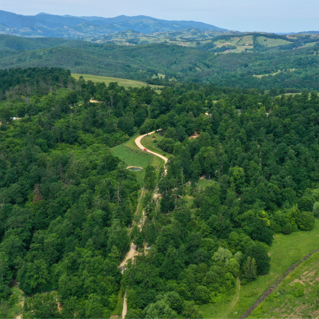 Libearty bear Sanctuary  69 hectares of oak and hazel forest in the Carpathian Mountain