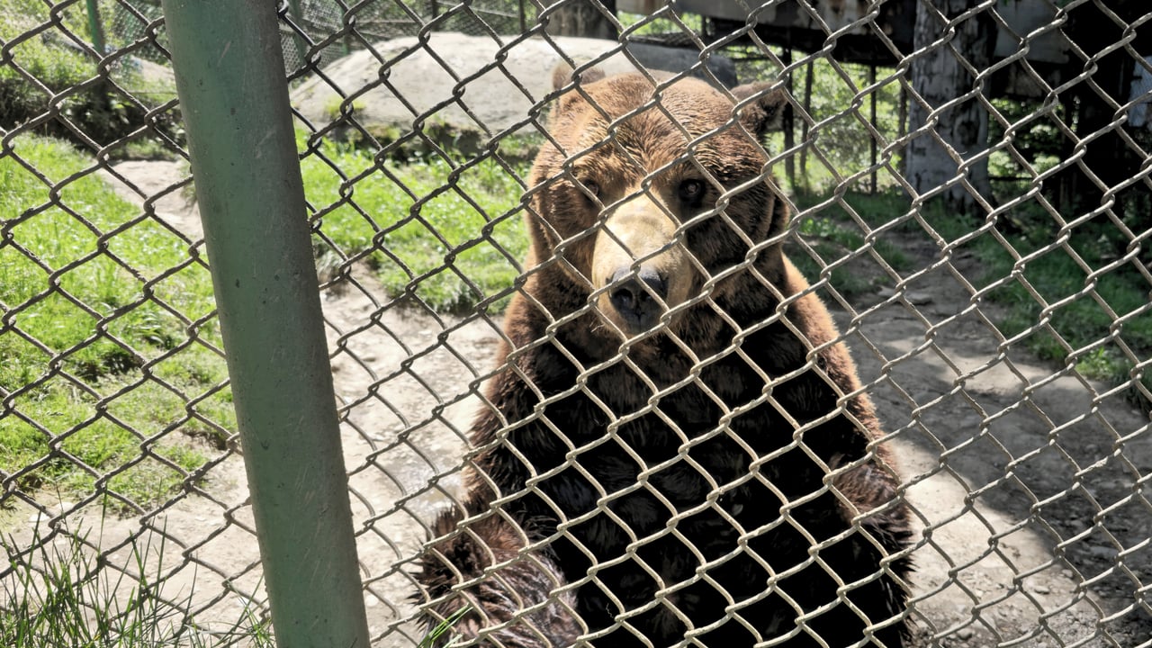 Baloo the brown bear sits inside a stark cage in Romania