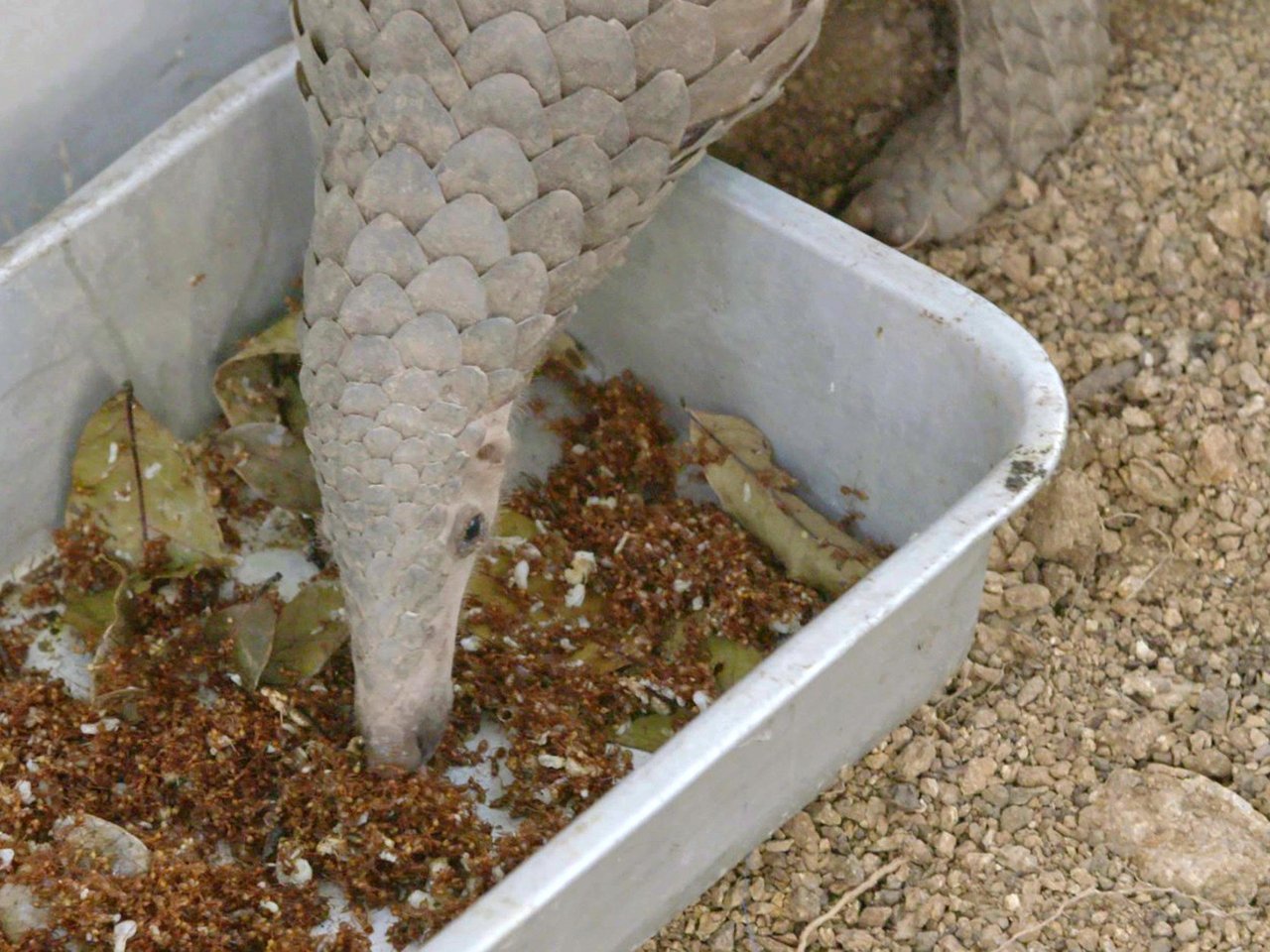 Rescue Pangolin eating food from container