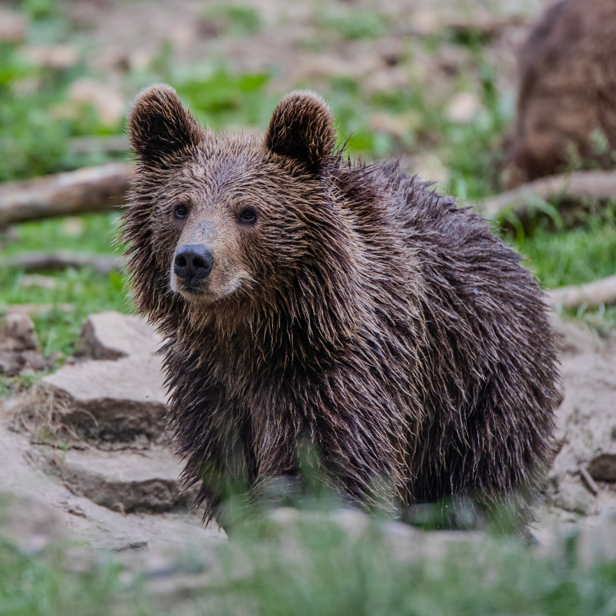 Rescued orphan bear Thomas getting out of the pool