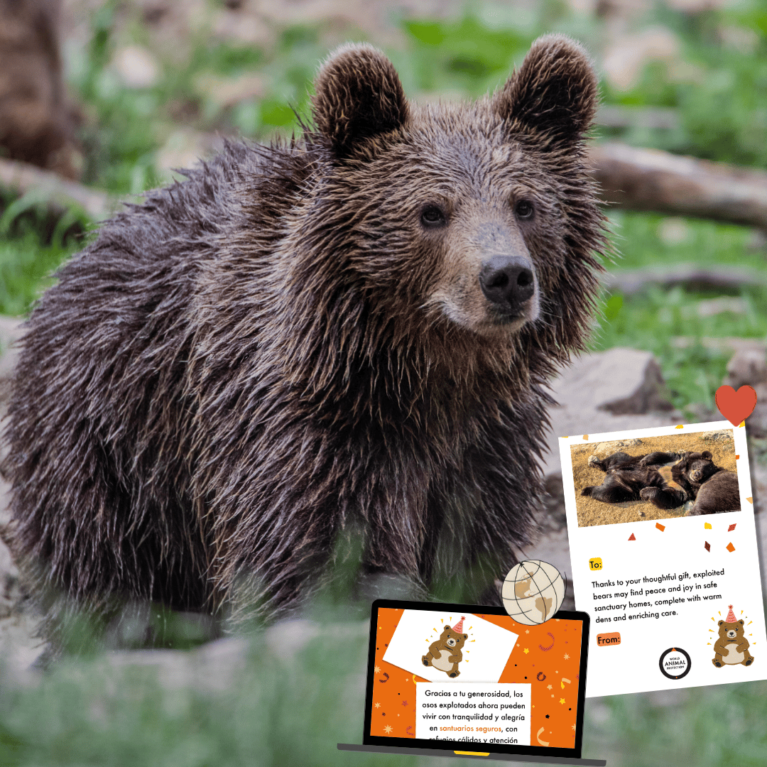 Thomas, an orphaned bear cub, is leaving the pool at Libearty Sanctuary. Credit: AMP. On the right: your virtual bear gift.