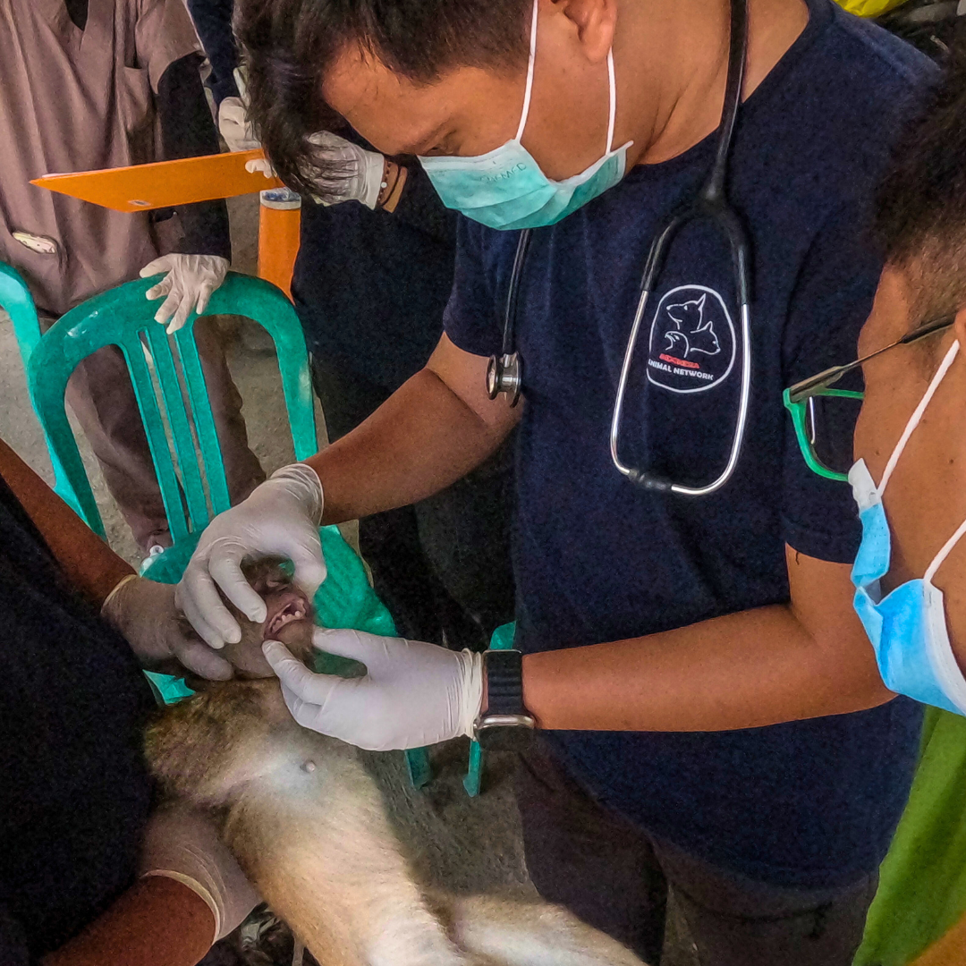 A vet gently holds open a monkeys mouth during a check up