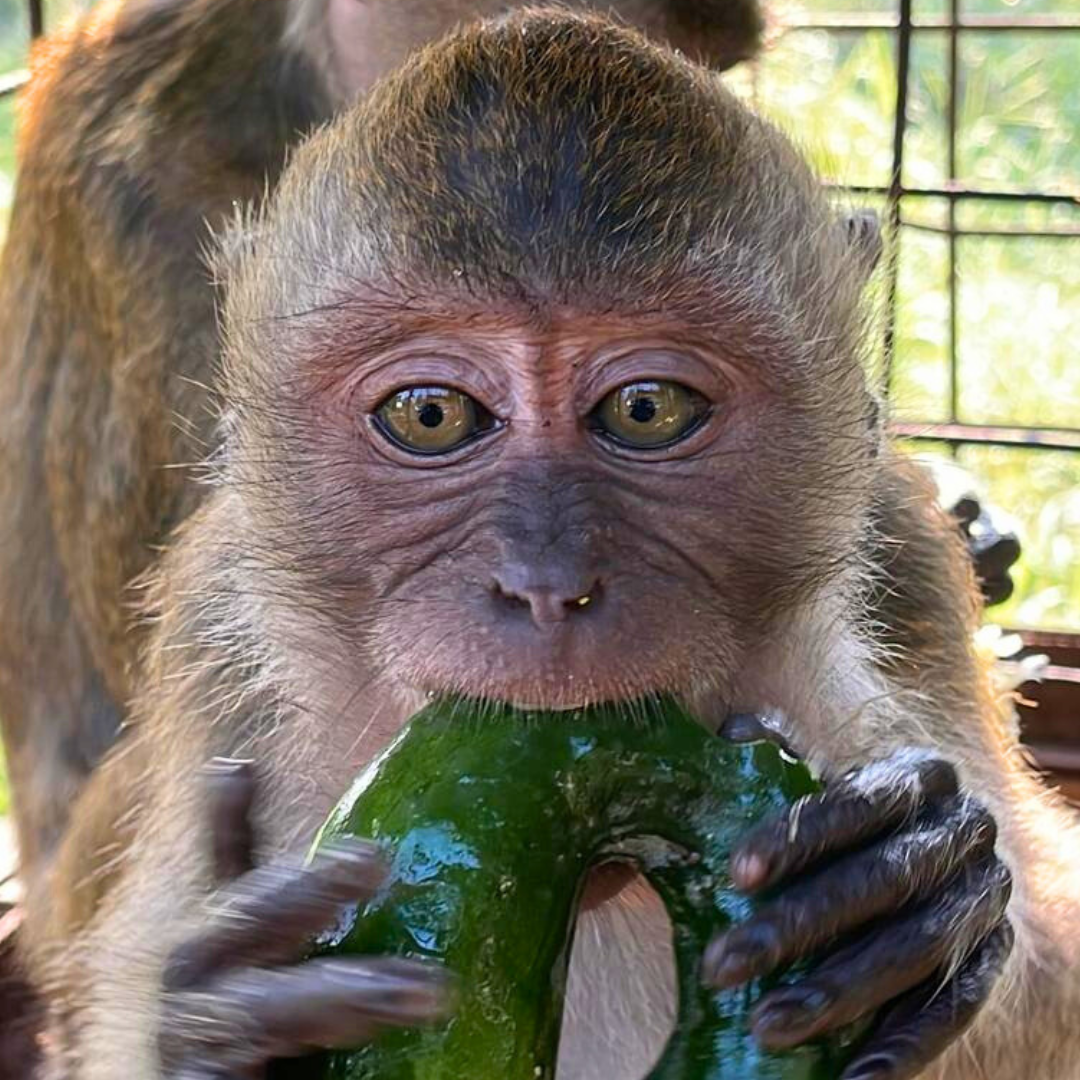 A monkey with big brown eyes bites into a giant vegetable they are eating