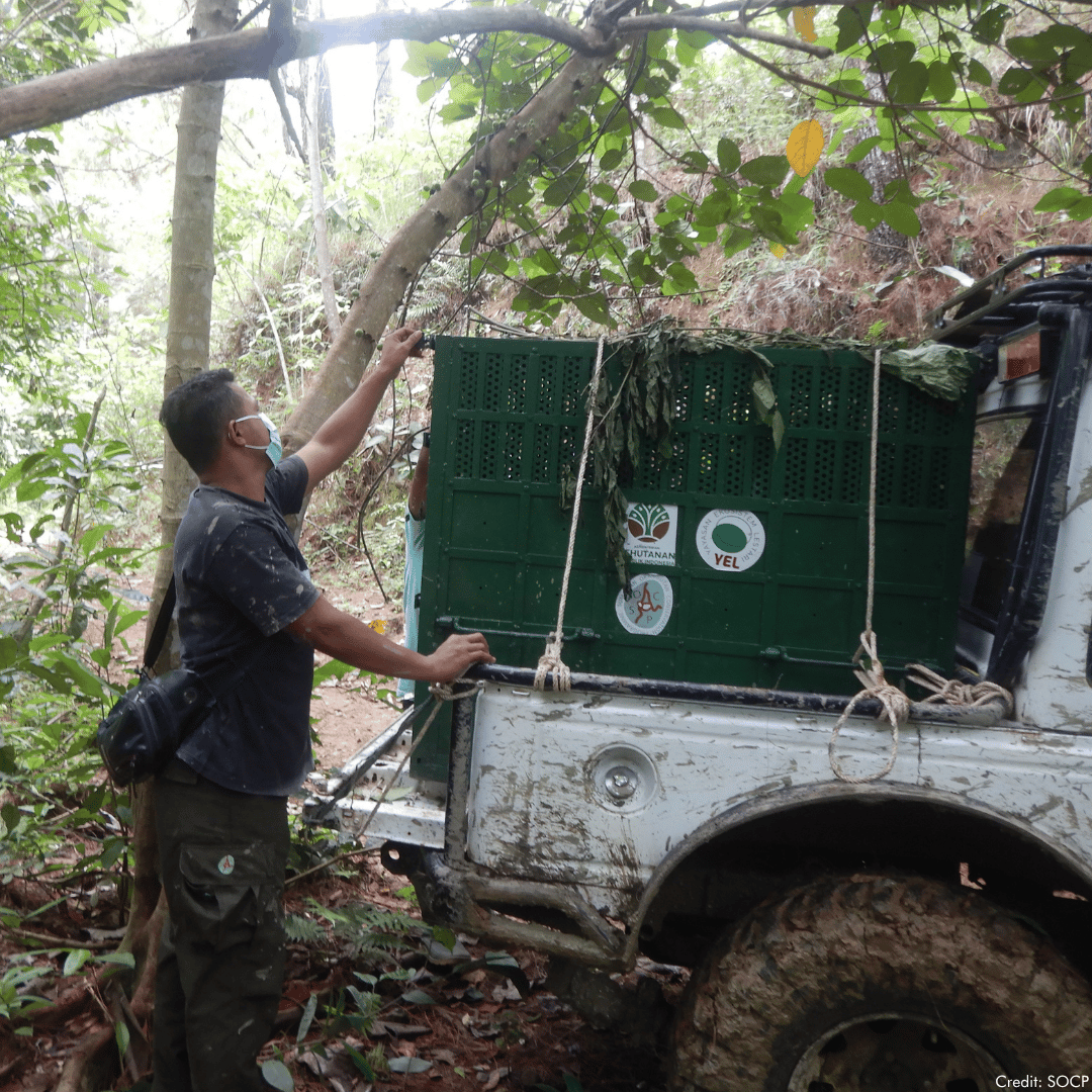 An orangutan being released into the wild