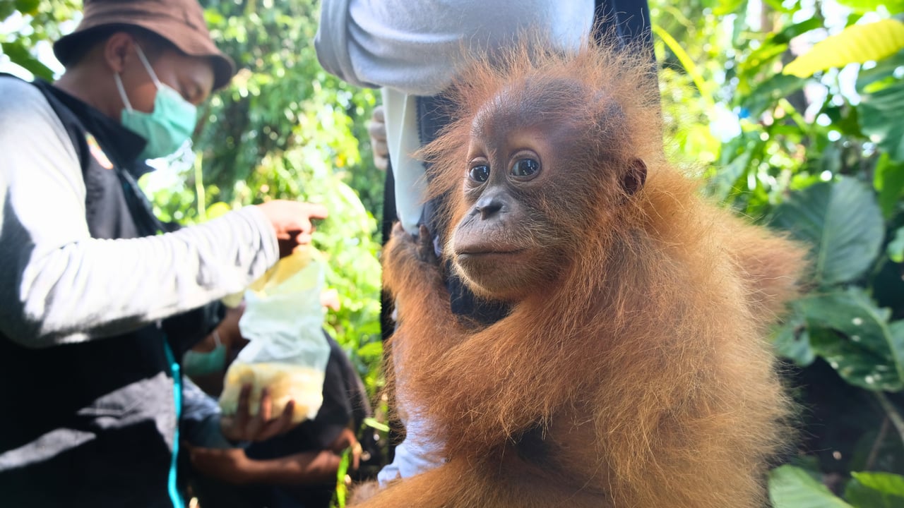 A young rescued orangutan rescued from the illegal wildlife trade